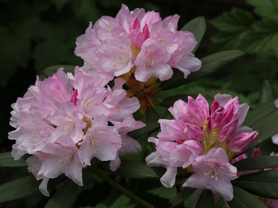 Westonbirt hybrid